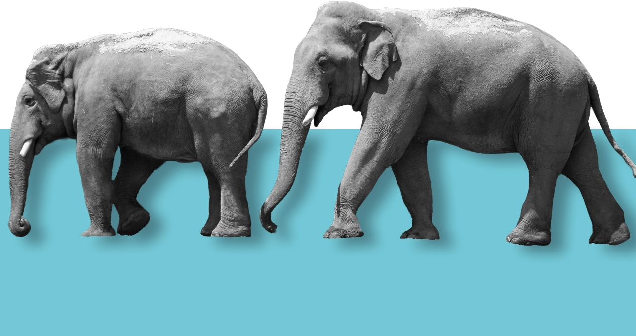 Scott Ned słonie ze Śląskiego Ogrodu Zoologicznego